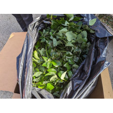 Smilax (JERSEY & GUERNSEY CUSTOMERS ONLY) 